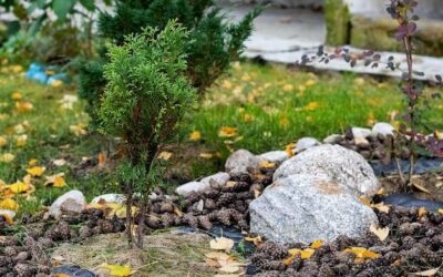 Jak stworzyć efektowny skalniak wokół drzewa w ogrodzie?