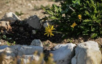 Jak zrobić prosty skalniak w przydomowym ogrodzie?