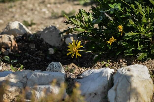 Jak zrobić prosty skalniak w przydomowym ogrodzie?